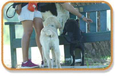 puppies investigating bench during class with instructor
