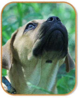 pug puppy focussing on owner during puppy class
