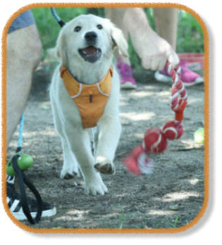 retriever puppy playing with owner during puppy class