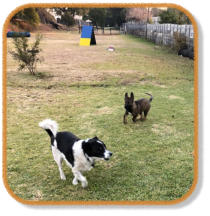 puppy and adult dog playing at randburg puppy classes