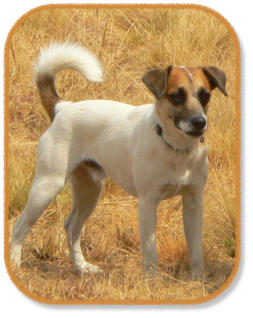 jack russell terrier looking at other dogs during classes