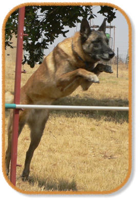 malinois jumping over jump during dog training classes