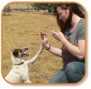 jack russell terrier giving instructor a high five during classes