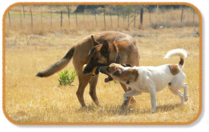 malinois and jack russell playing with toy
