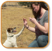 jack russell terrier giving instructor a high five during classes
