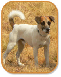 jack russell terrier looking at other dogs during classes
