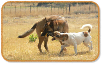 malinois and jack russell playing with toy