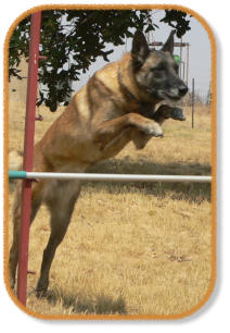 malinois jumping over jump during dog training classes