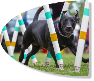 medium crossbreed doing open weaves at mckaynine agility classes