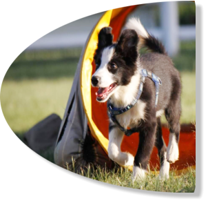 border collie jumping learning the tube at agility classes