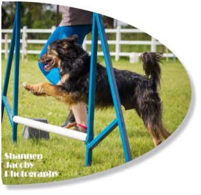 crossbreed dog loving agility 