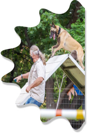 handler and malinois negotiating aframe during agility practice