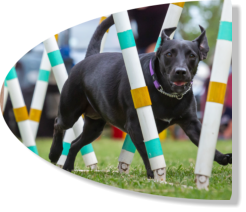 medium crossbreed doing open weaves at mckaynine agility classes