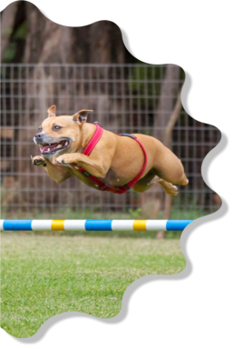 staffordshire bull terrier loving doing agility
