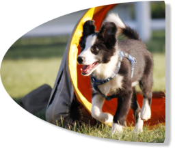 border collie jumping learning the tube at agility classes