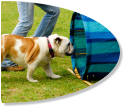 bulldog doing tunnel at agility classes