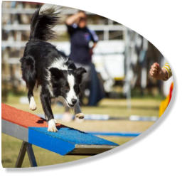 young border collie safely doing seesaw during agility classes