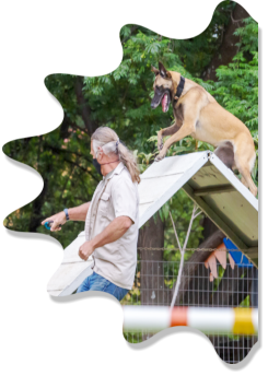 handler and malinois negotiating aframe during agility practice