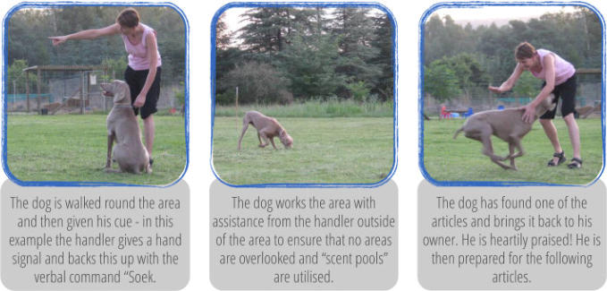 dog doing nosework during working trials class