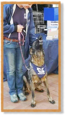 mckaynine demo dog german shepherd at expo