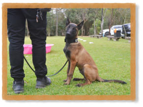 malinois puppy about to start training