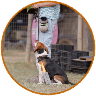 beagle dog and handler enjoying rally obedience