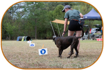 boxer dog and handler going through rally obedience course