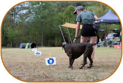 boxer dog and handler going through rally obedience course