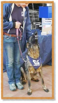 mckaynine demo dog german shepherd at expo