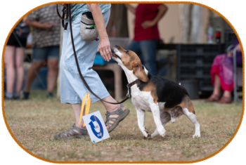 beagle and handler taking a tight turn during rally obedience