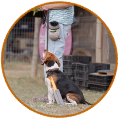 beagle dog and handler enjoying rally obedience