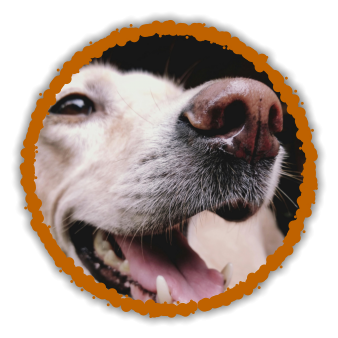 close up of dogs nose scentwork