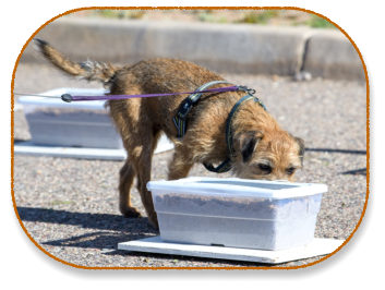 border terrier doing scent work