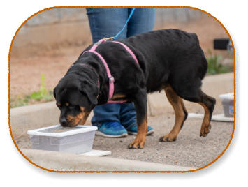 rottweiler doing scent work