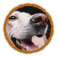 close up of dogs nose scentwork