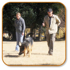 training session for scent work for dog trained on conservation targets