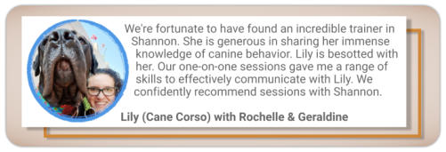 canine behaviour testimonial cane corso