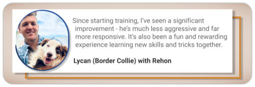 canine behaviour testimonial aggressive border collie