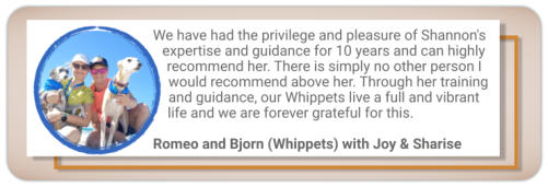 canine behaviour testimonial whippet