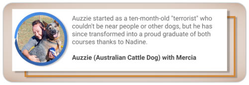 canine behaviour testimonial australian cattle dog