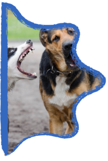 reactive dog lunging at another dog