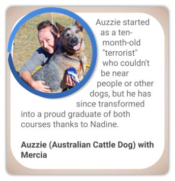 canine behaviour testimonial aggressive australian cattle dog