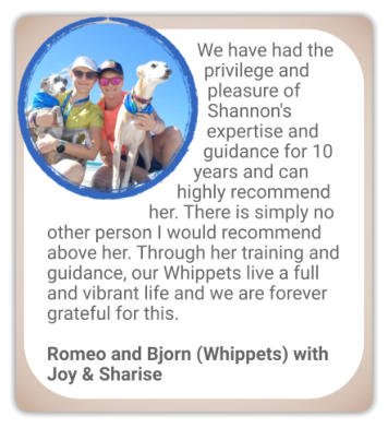 canine behaviour testimonial whippet