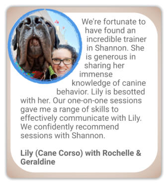 canine behaviour testimonial cane corso