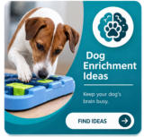 dog enrichment dogli app