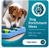 dog enrichment dogli app