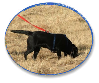 labrador tracking