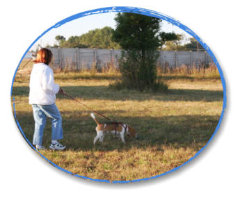beagle tracking with handler