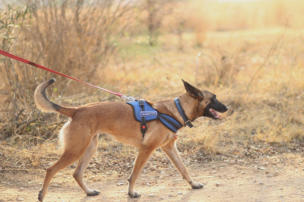 malinois getting ready to start a track