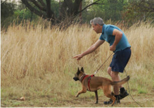 malinois starting a track under handler directions